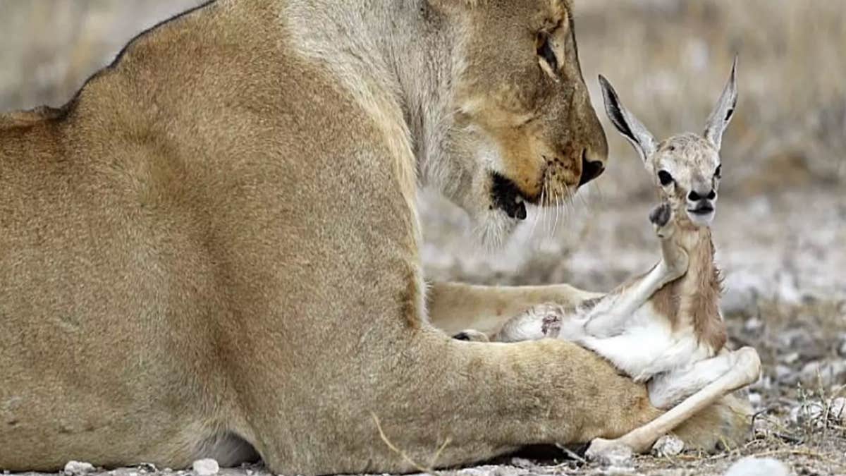 Une lionne capture un chevreuil effrayé, ce qu’elle va faire ensuite va vous surprendre