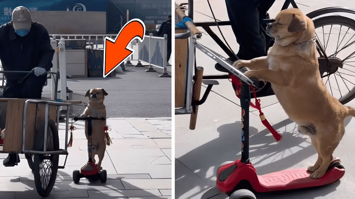 Un chien sur une trottinette surprend tout le monde, une vidéo incroyable !