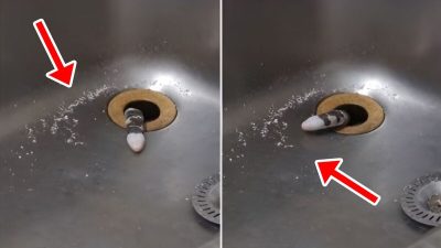 Une femme découvre un animal étrange sortant de son lave-vaisselle (Vidéo)