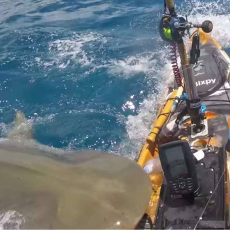 Vidéo virale d'un requin attaquant un kayak de pêche sportive