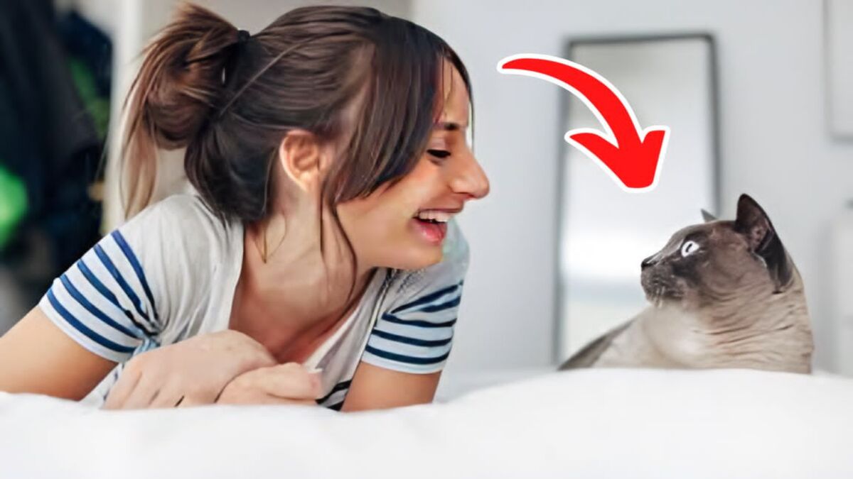 Voici ce que fait votre chat si vous lui parlez sur un ton de bébé, selon une étude