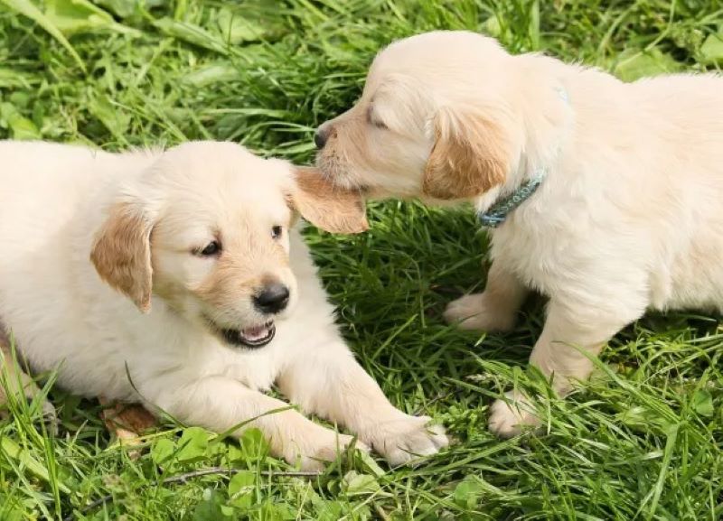 Voici la première chose à faire si votre chien est très agressif envers les gens