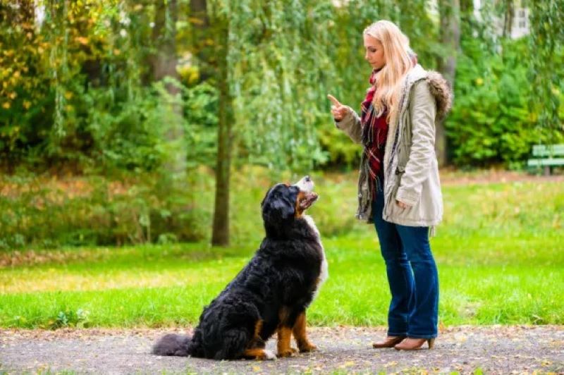 Voici la première chose à faire si votre chien est très agressif envers les gens