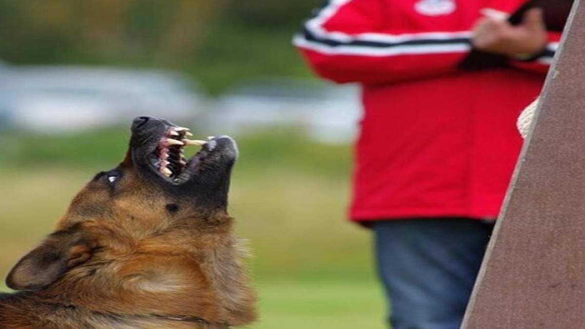 Voici la première chose à faire si votre chien est très agressif envers les gens