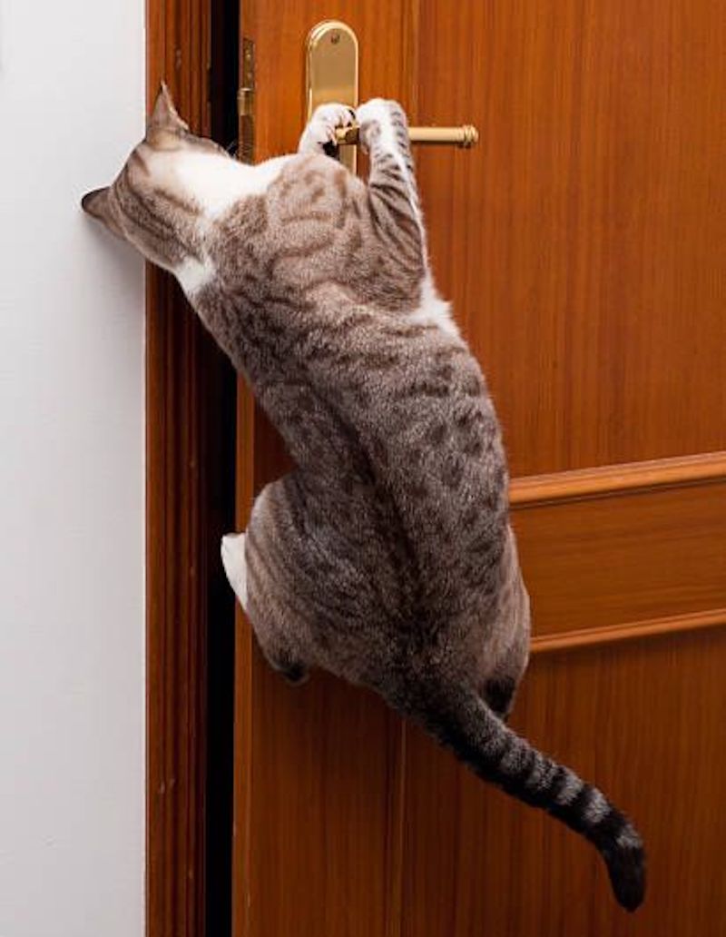 Voici les raisons pour lesquelles les chats détestent les portes fermées