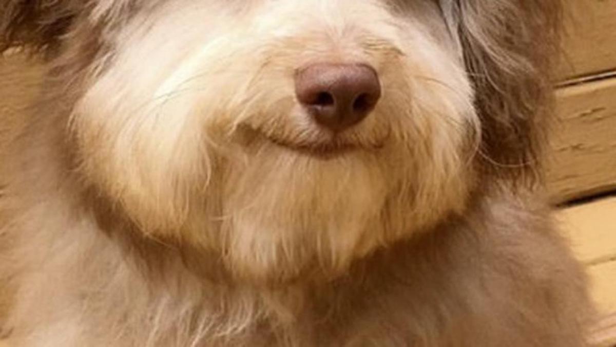 Voici Nori, un chien réputé pour son "visage humain", c'est surprenant !