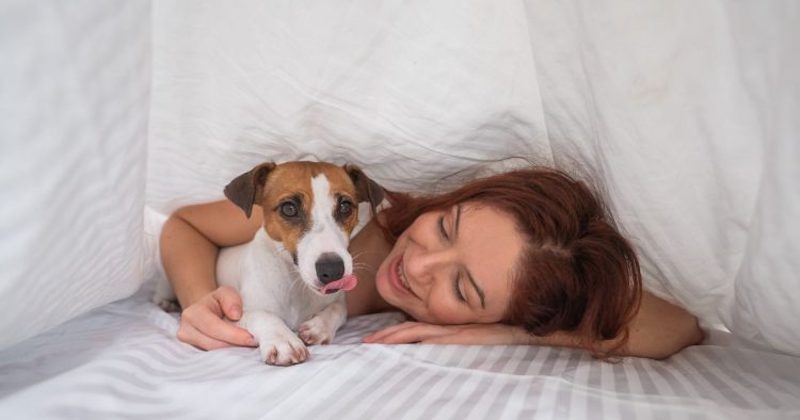 Voici pourquoi il ne faut surtout pas dormir avec son chien, d'après un vétérinaire !
