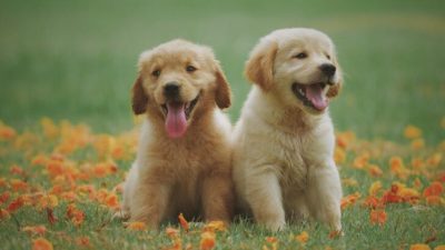 Si vous souhaitez lire plus d’articles semblables à celui-ci, nous vous recommandons de consulter la catégorie Animaux.