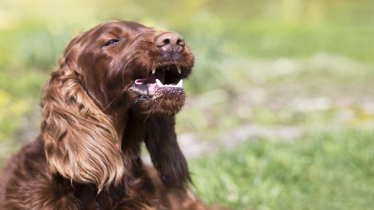 Votre chien n’arrête pas d’aboyer ? Voici les causes et les solutions possibles