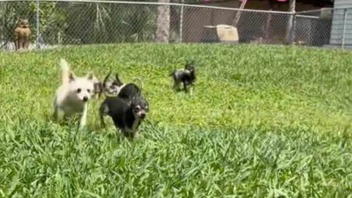 12 chihuahuas découvrent l’herbe pour la 1re fois : leur réaction bouleverse 5M de personnes