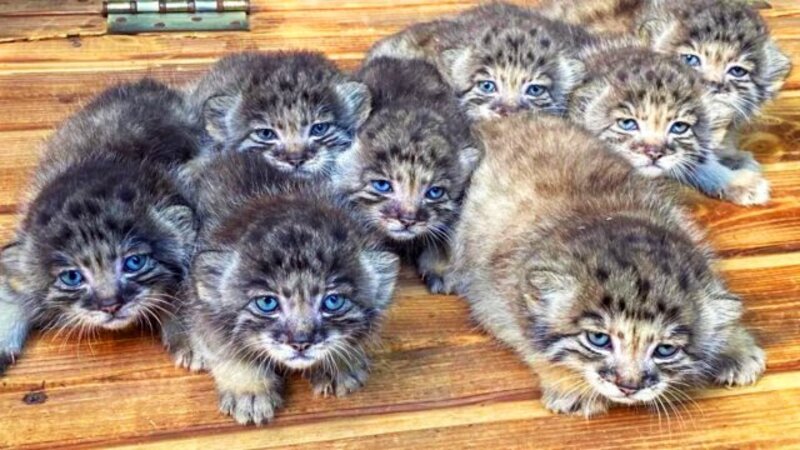 16 chats de Pallas aux yeux bleus sont nés, l'une des espèces les plus rares au monde