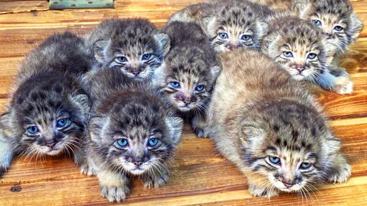16 chats de Pallas aux yeux bleus sont nés, l'une des espèces les plus rares au monde