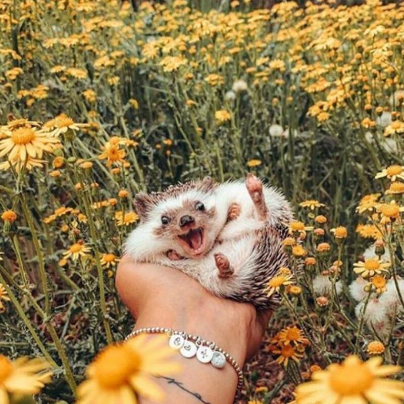 5 animaux joyeux qui vous feront sourire même le jour où vous serez le plus malheureux