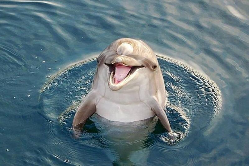 Ce dauphin vous fera sourire même le jour le plus sombre