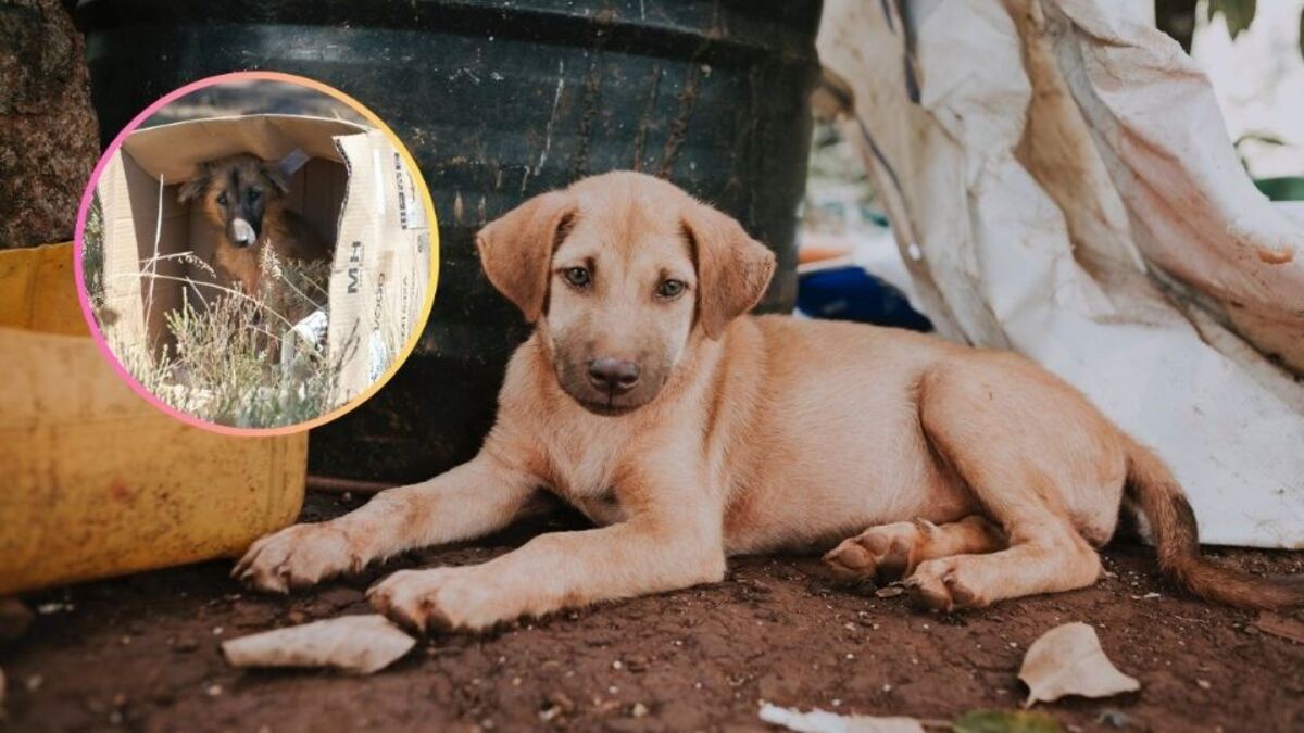 5 caractéristiques des chiens sauvés pour vous encourager à en adopter un