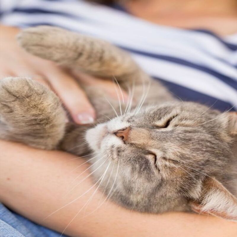 5 caractéristiques d'un chat souffrant d'un coup de chaleur