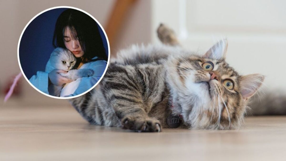 5 signes révélateurs qu'un chat est très attaché à son maître