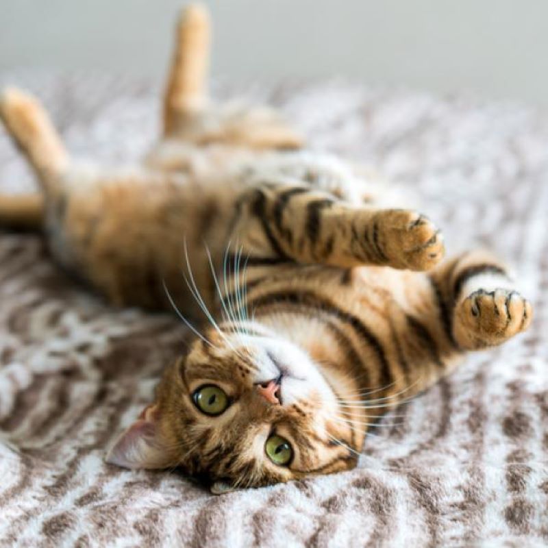 5 caractéristiques d'un chat très attaché à son maître