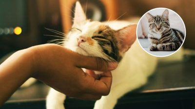 5 caractéristiques d'un chat très attaché à son maître