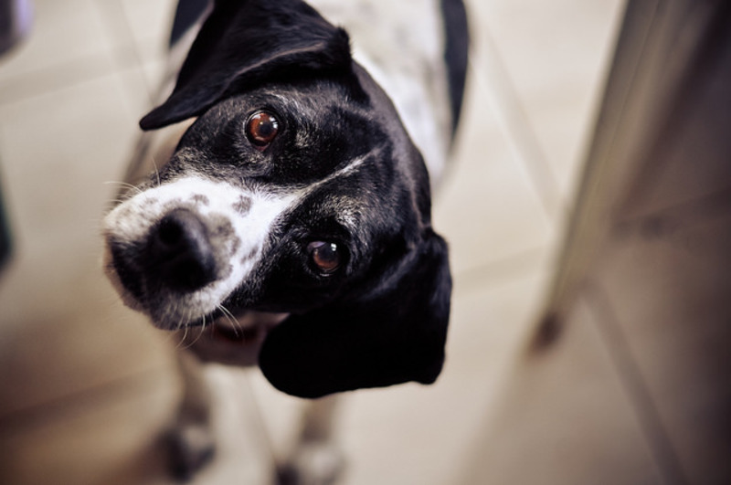 5 caractéristiques d'un chien qui vous fait aveuglément confiance en tant que maître