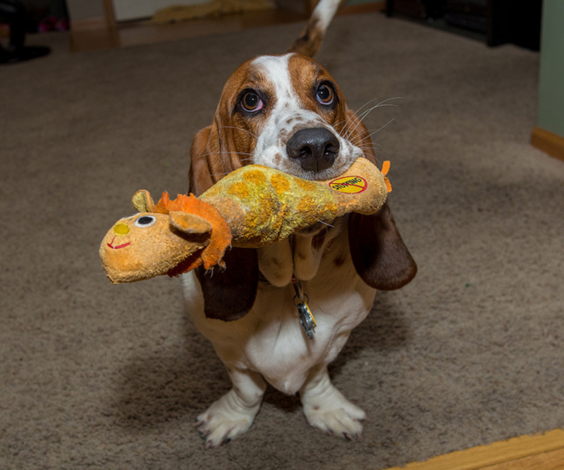 5 caractéristiques d'un chien qui vous fait aveuglément confiance en tant que maître