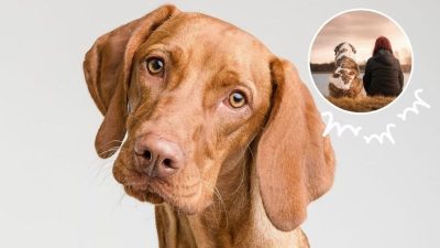 Chiens : 5 signes qu'il vous fait aveuglément confiance en tant que maître