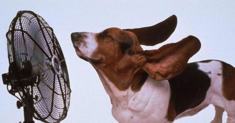 5 caractéristiques d'un chien souffrant d'un coup de chaleur