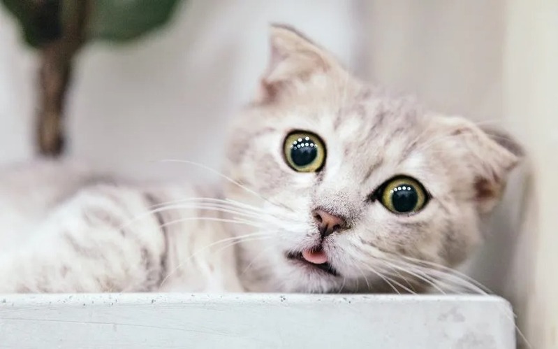 5 choses bizarres que font les chats