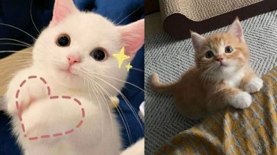5 photos de bébés chats qui vous donneront envie d'en avoir un