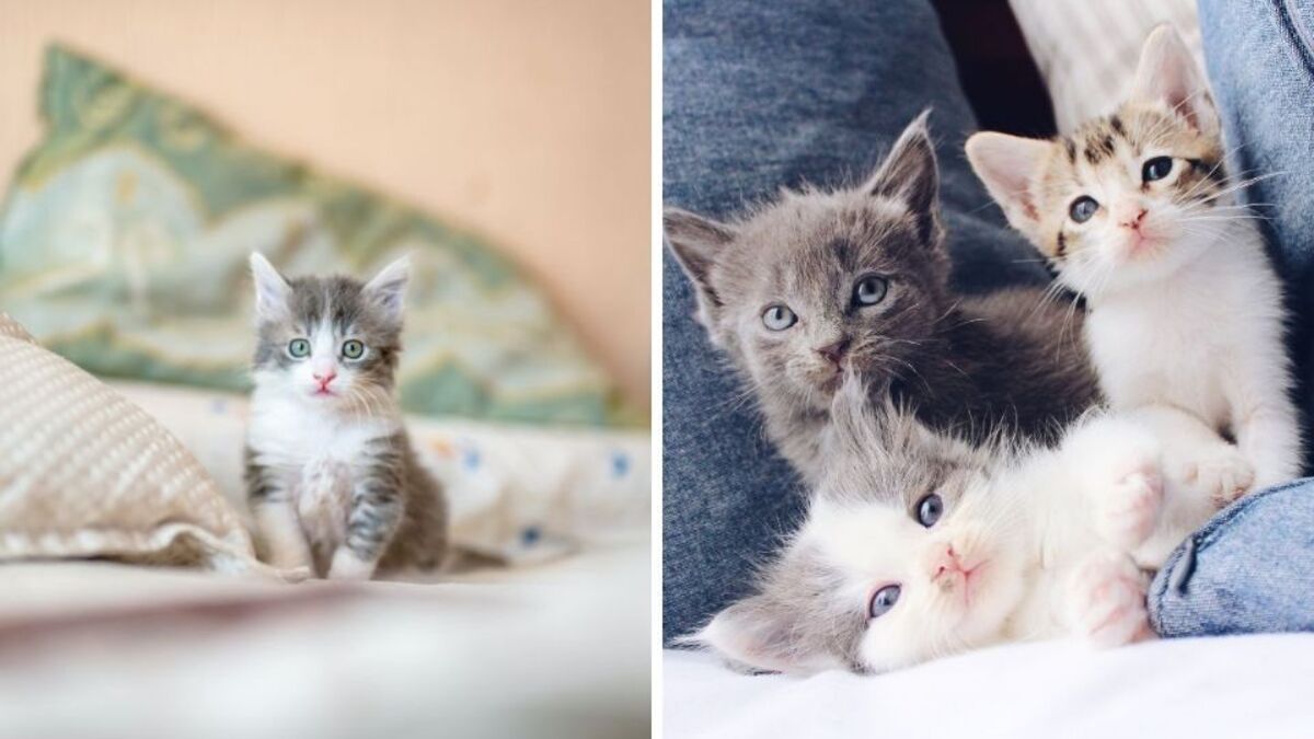 5 photos de chats mignons avec des phrases qui vous feront rire !