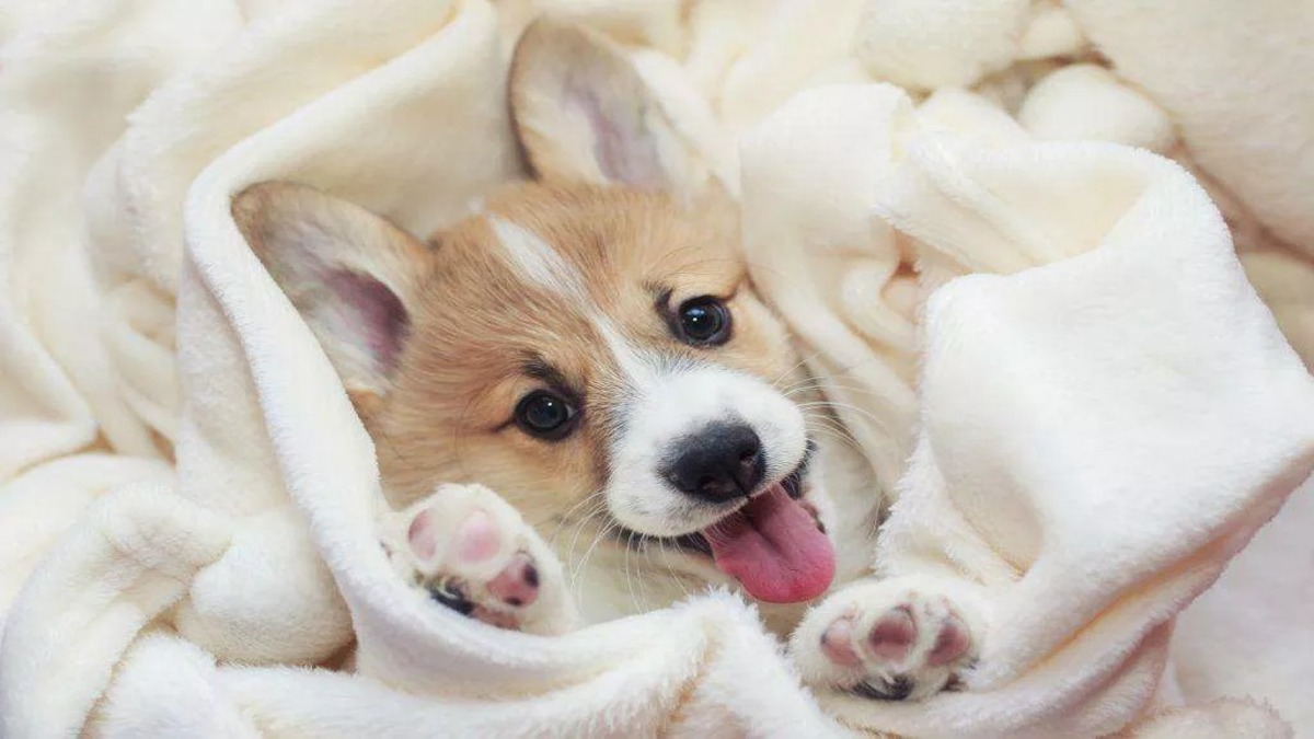 5 photos de chiens adorables et mignons pour égayer votre journée