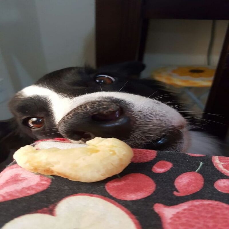 5 photos adorables de border collie noirs