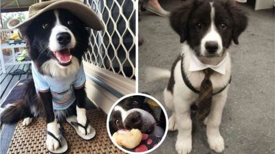 5 photos adorables de chiens border collie noirs