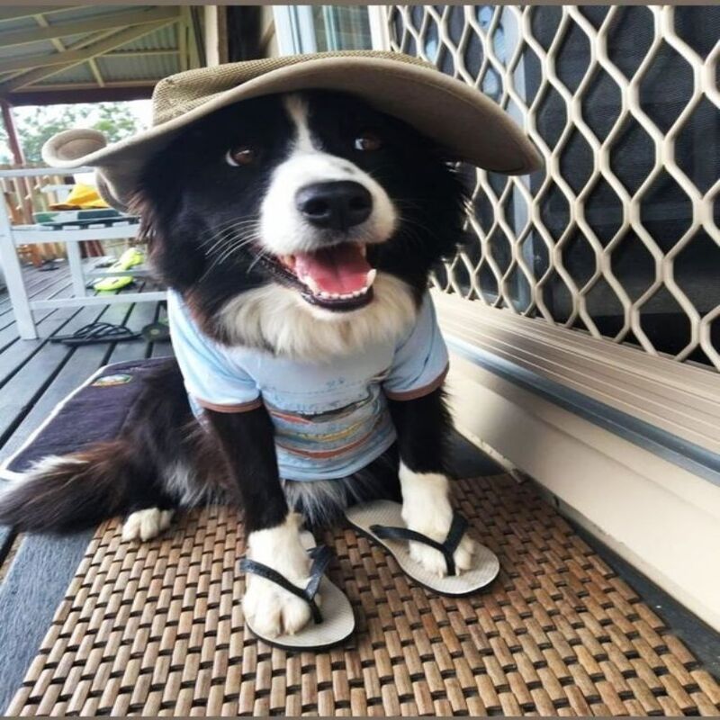 5 photos adorables de border collie noirs