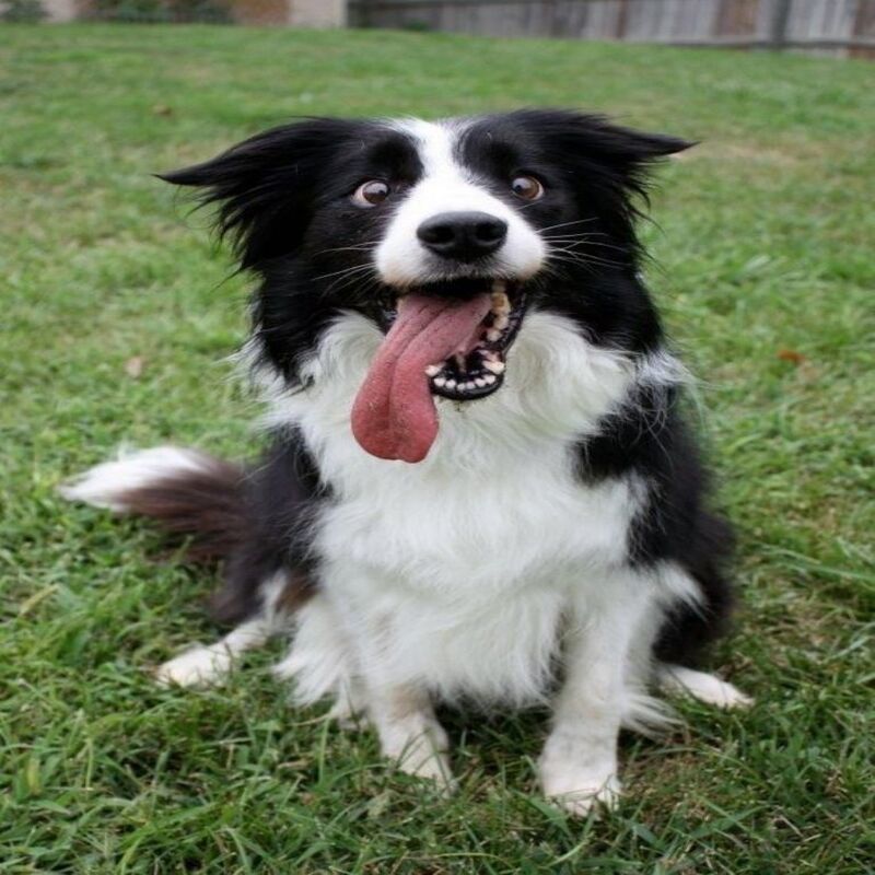 5 photos adorables de chiens border collie noirs