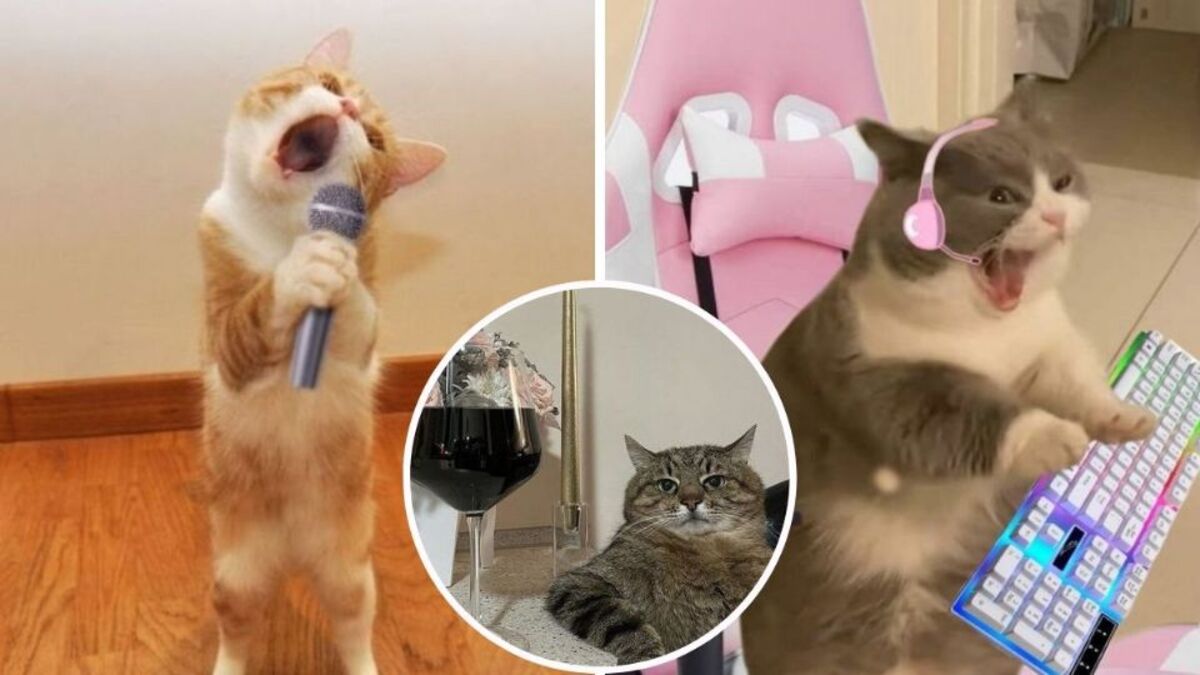 5 photos de vrais chats dans des situations amusantes pour égayer votre journée