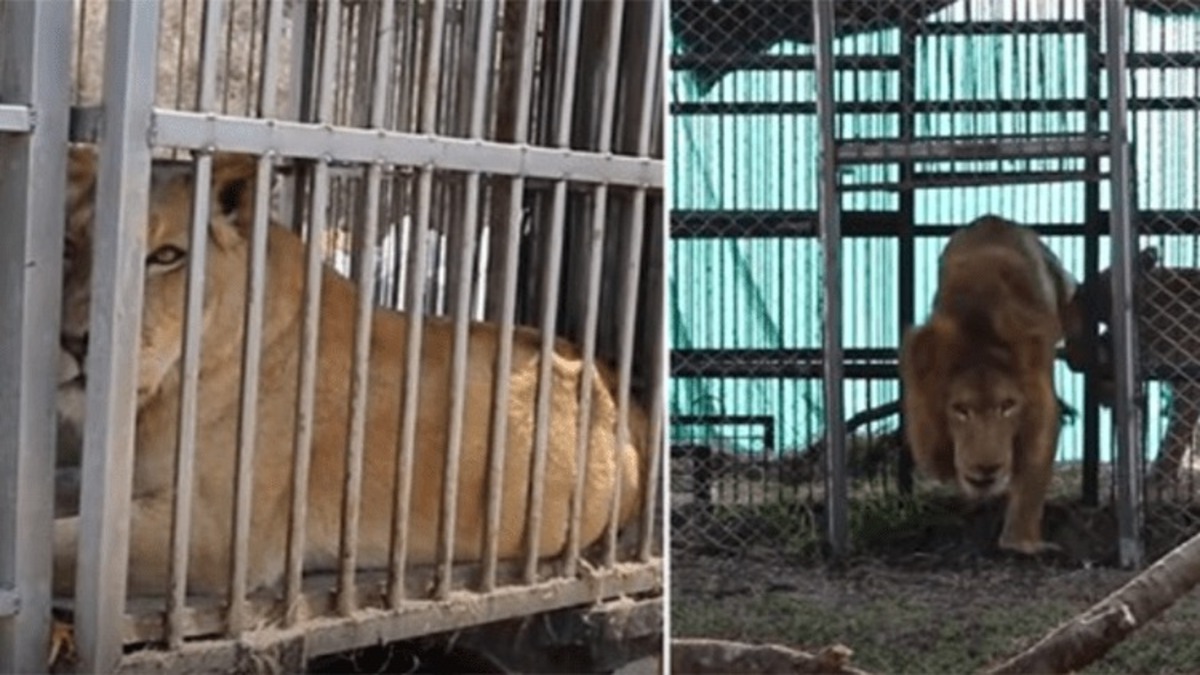 Après 8 ans en cage, des lions de cirque sauvés ont un premier aperçu de la jungle