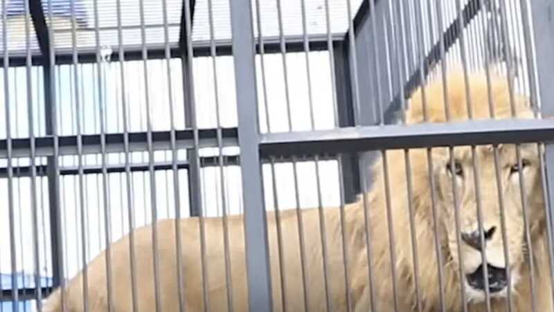 Après 8 ans en cage, des lions de cirque sauvés ont un premier aperçu de la jungle