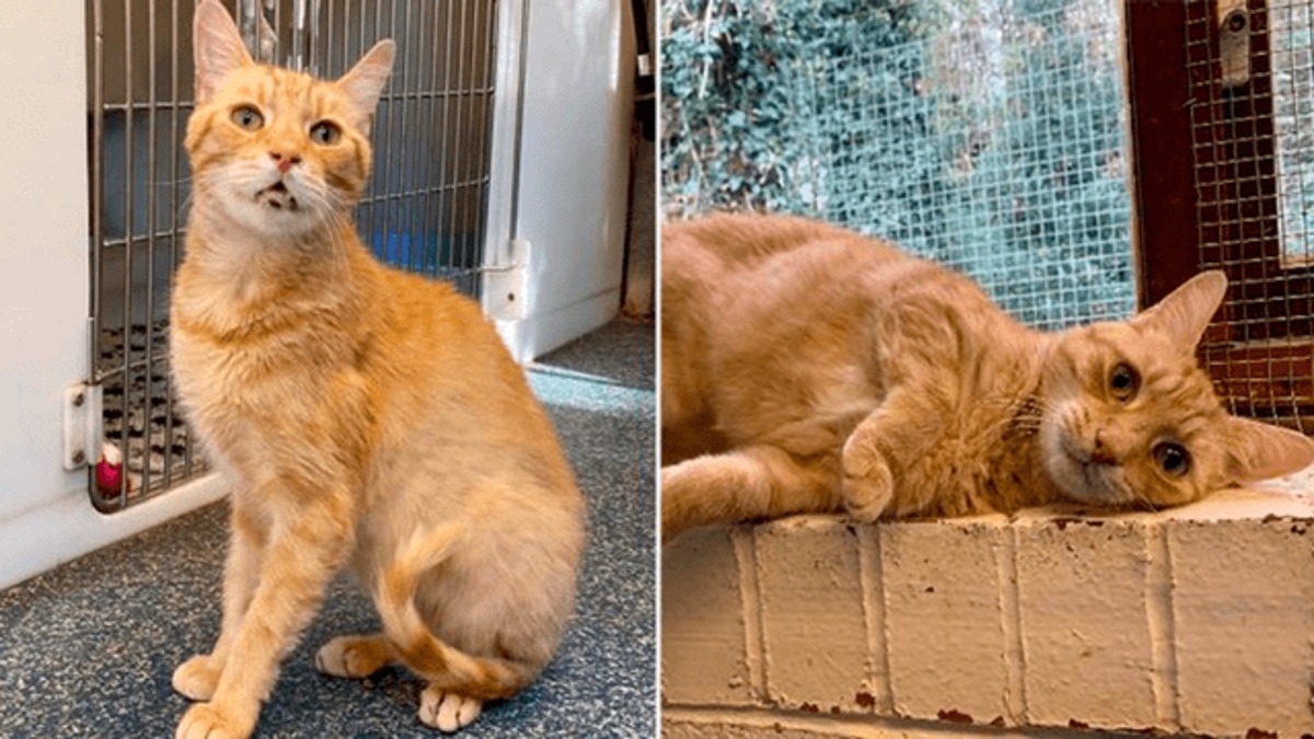Ce chat cherche à nouveau un foyer après avoir été renvoyé 3 fois dans un refuge