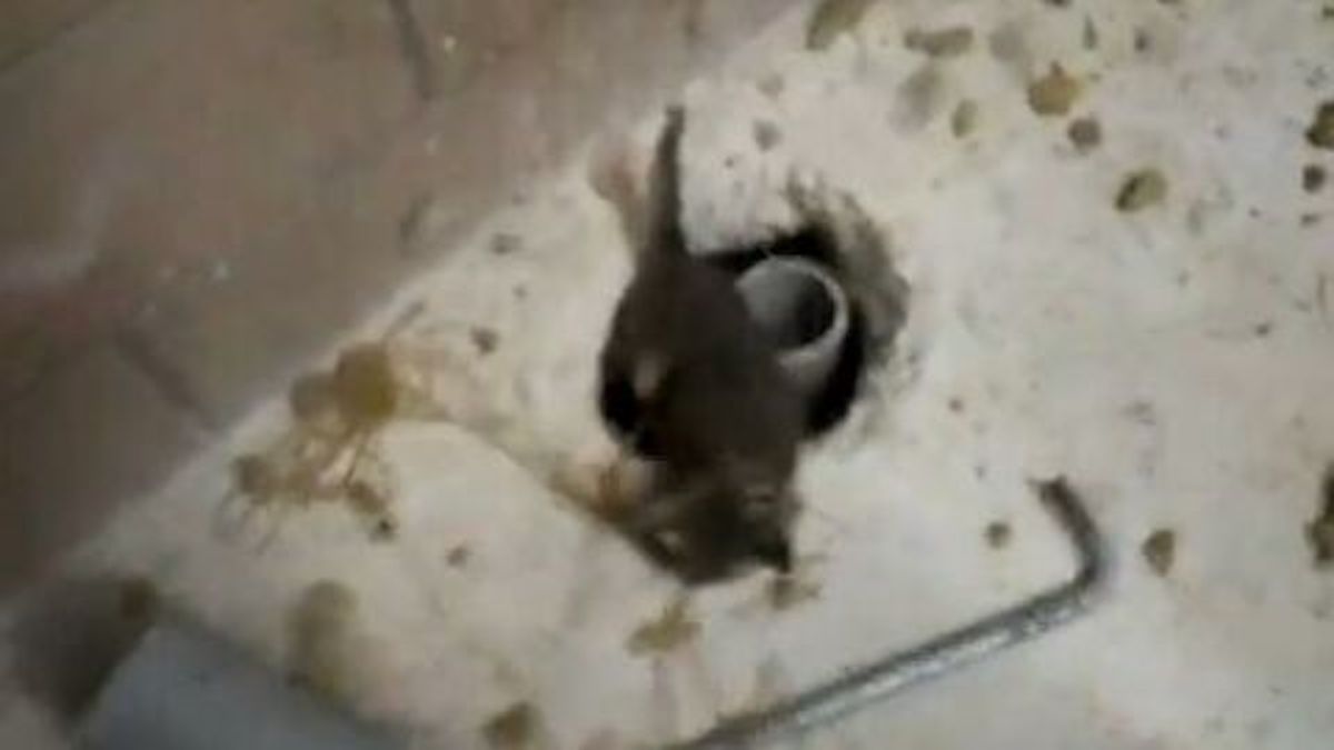 Ce chat coincé dans un tuyau est sauvé grâce à une souffleuse !
