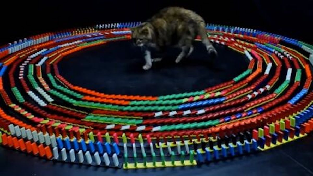 Ce chat est totalement fasciné par les dominos, une scène hallucinante !