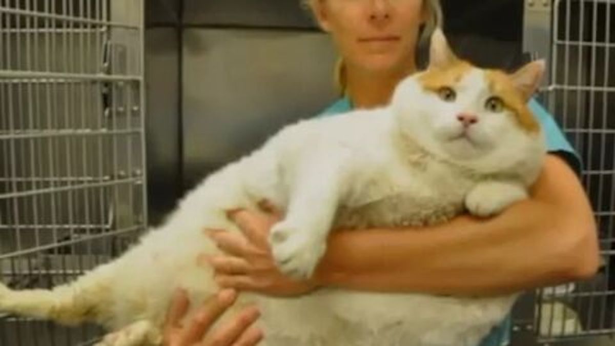 Ce chat est un des plus gros au monde, vous allez halluciner !