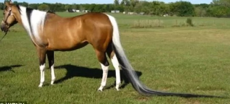 Ce cheval a la plus longue queue du monde, elle est impressionnante !