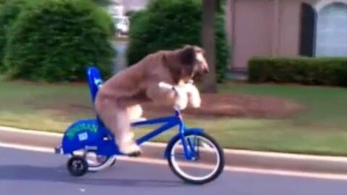 Ce chien a appris à faire du vélo, un exploit impressionnant