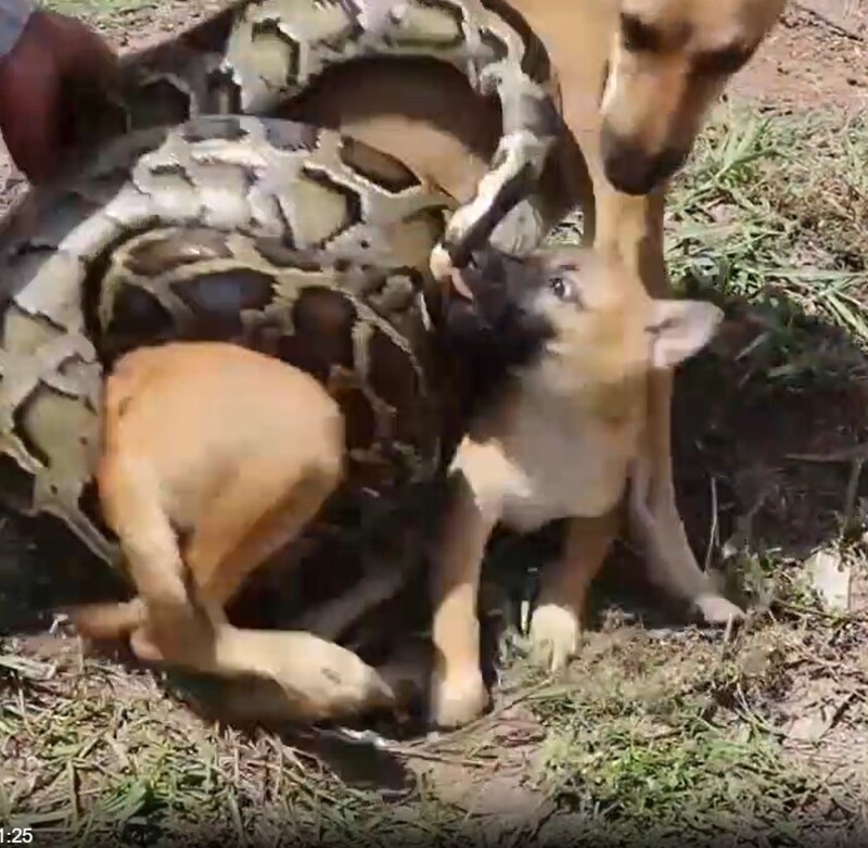 Ce chien a été trouvé piégé, empêtré dans un python !