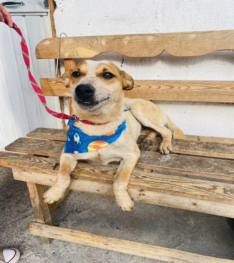 Ce chien a trouvé un foyer et a été renvoyé au refuge, mais il ne cesse de sourire