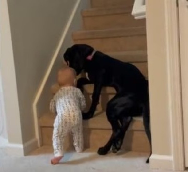 Ce chien empêche un bébé de monter les escaliers, la scène devient virale