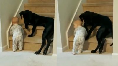 Ce chien empêche un bébé de monter les escaliers, la scène devient virale