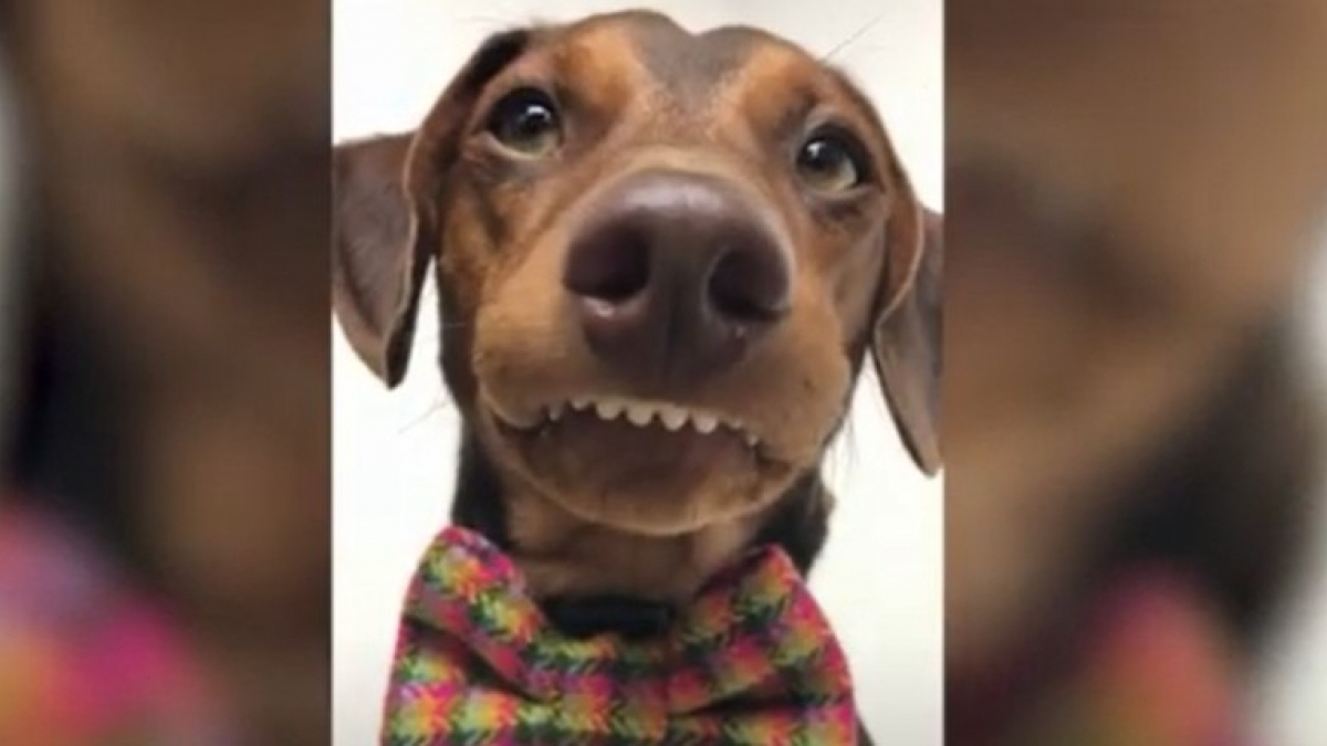 Ce chien est devenu célèbre sur les réseaux grâce à son beau sourire