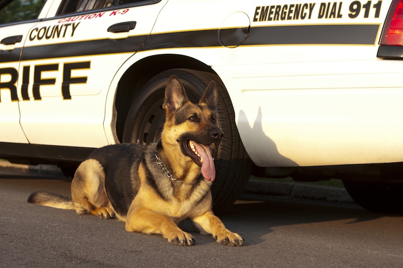 Ce chien policier à la retraite fait une découverte terrifiante, la police débarque
